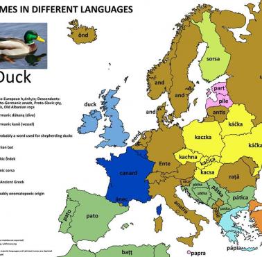 Słowo "kaczka" we wszystkich językach europejskich