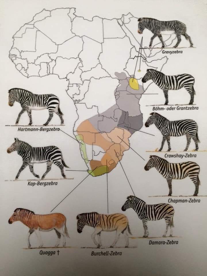 Zebry w Afryce