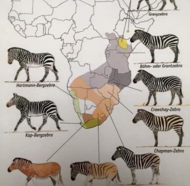 Zebry w Afryce