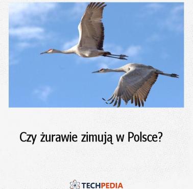 Czy żurawie zimują w Polsce?