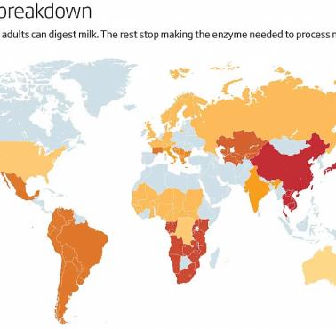 Odsetek ludzi trawiących zawartą np: w mleku laktozę, mapa świata, 2013