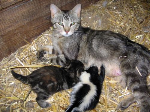 Kocica karmi małego skunksa.