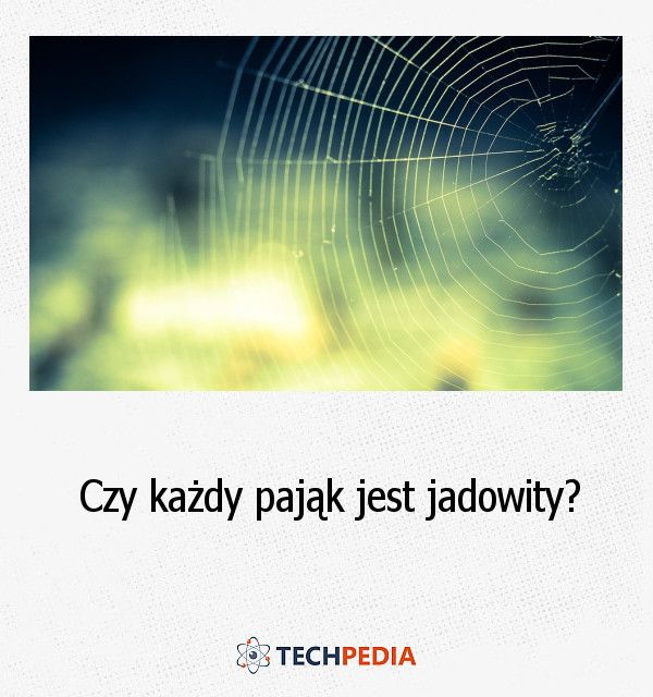 Czy każdy pająk jest jadowity?