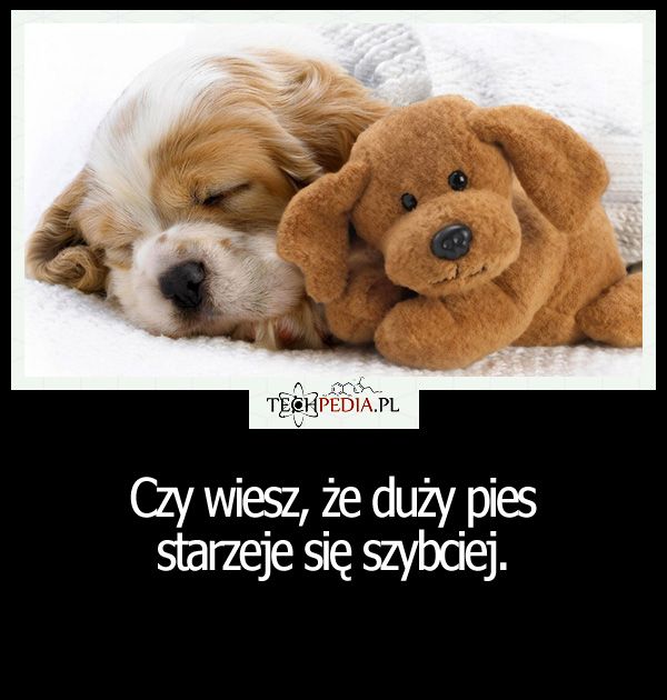 Czy wiesz, że duży pies ...