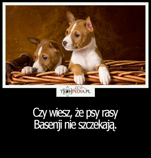 Czy wiesz, że psy rasy ...