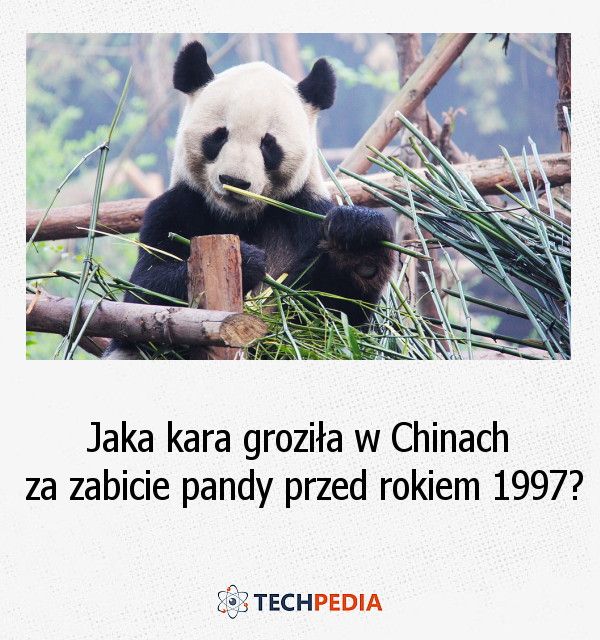 Jaka kara groziła za zabicie pandy w Chinach przed rokiem 1997?