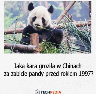 Jaka kara groziła za zabicie pandy w Chinach przed rokiem 1997?