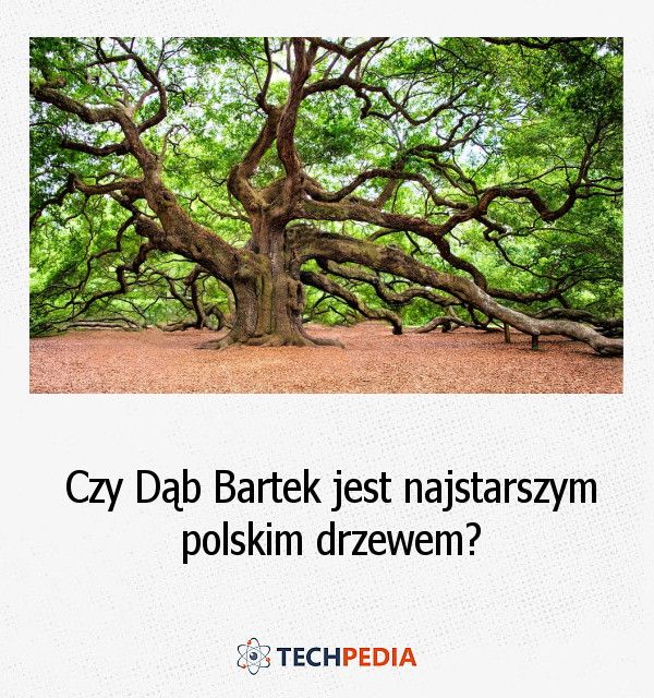 Czy Dąb Bartek jest najstarszym polskim drzewem?