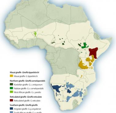 Występowanie różnych gatunków żyraf w Afryce