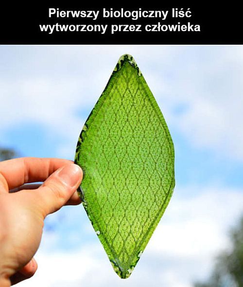 Pierwszy sztuczny liść