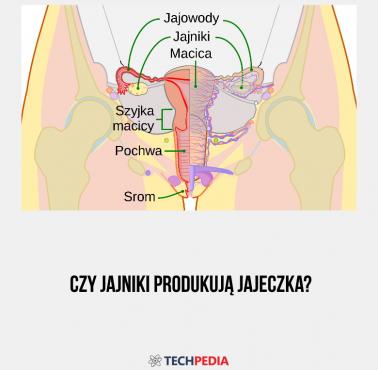 Czy jajniki produkują jajeczka?