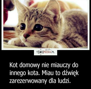 Kot domowy nie miauczy do innego kota