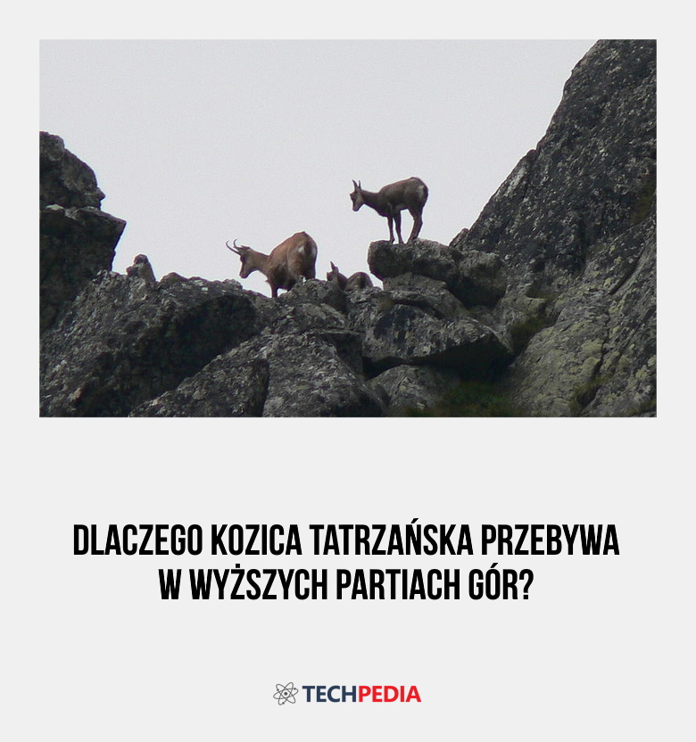 Dlaczego kozica tatrzańska przebywa w wyższych partiach gór?