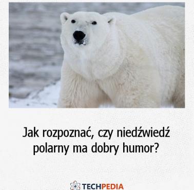 Jak rozpoznać, czy niedźwiedź polarny ma dobry humor?