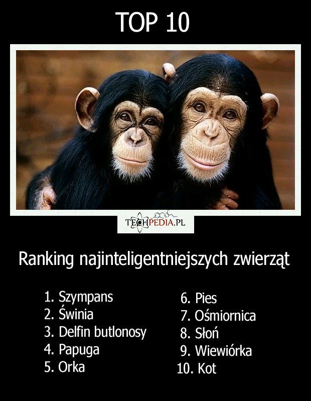 Ranking najinteligentniejszych zwierząt świata