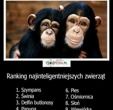 Ranking najinteligentniejszych zwierząt świata