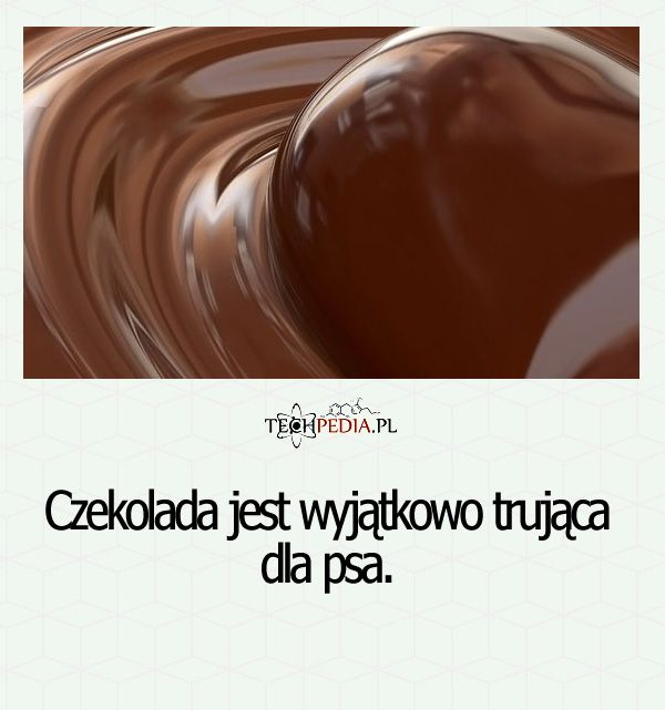 Czekolada jest wyjątkowo trująca ...