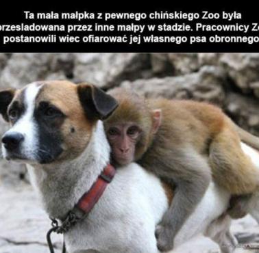 Małpka i własny pies.