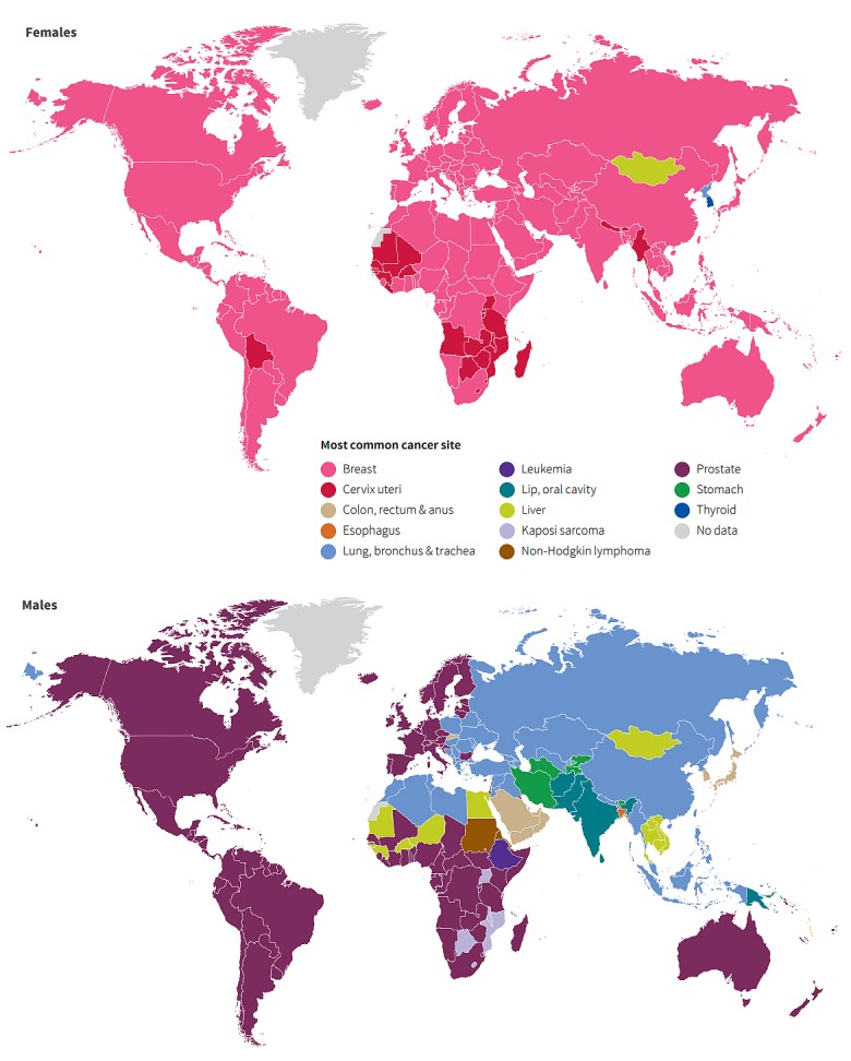 Najczęstsze rodzaje nowotworów wśród kobiet i mężczyzn na świecie, 2018 (American Cancer Society)