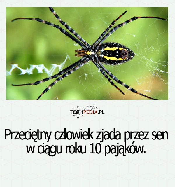 Przeciętny człowiek zjada przez sen w ciągu roku ....