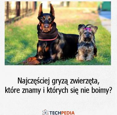 Najczęściej gryzą zwierzęta, które znamy i których się nie boimy?