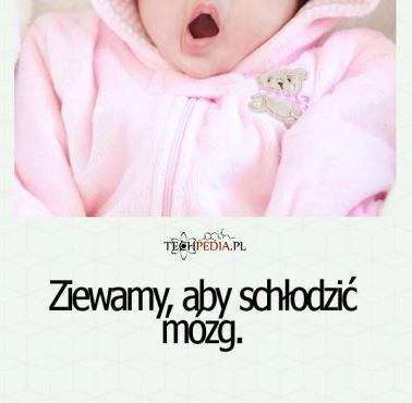 Ziewamy, aby schłodzić ...