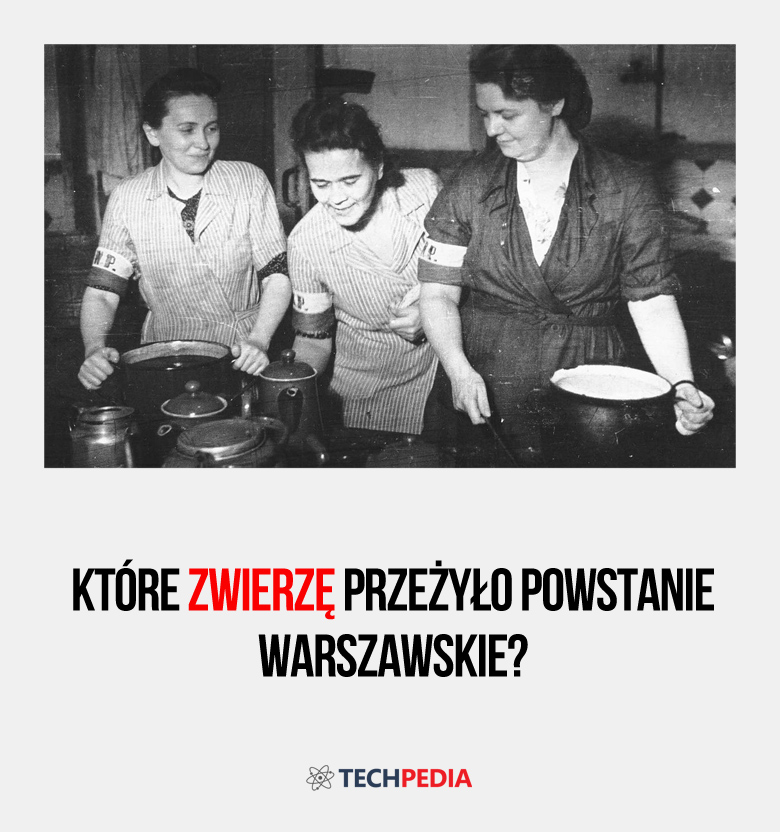 Które zwierzę przeżyło Powstanie Warszawskie?