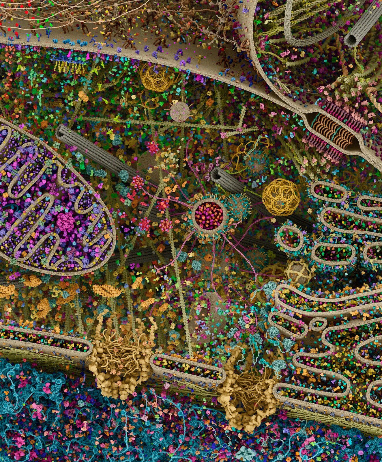 Ludzka komórka z bliska, zdjęcie wykonane przez NASA z użyciem mikroskopii krioelektronowej