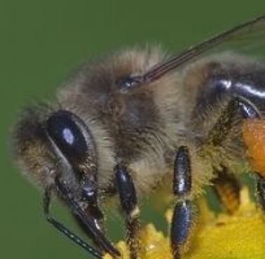 Co zrobić, gdy użądli osa lub pszczoła?