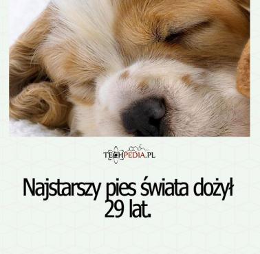 Najstarszy pies świata dożył ...