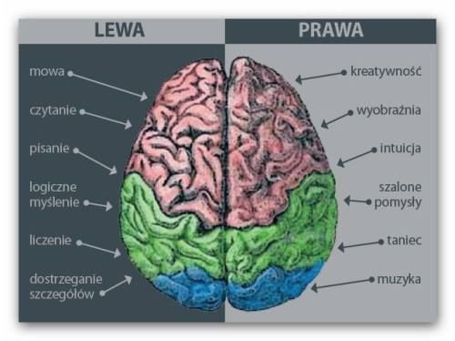 Funkcje lewej i prawej półkul mózgu.