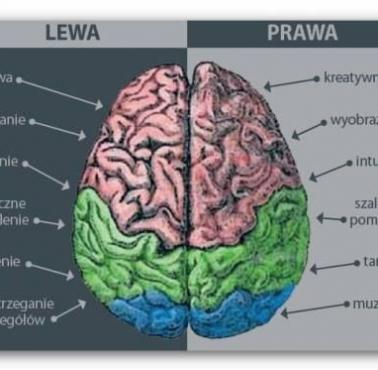 Funkcje lewej i prawej półkul mózgu.