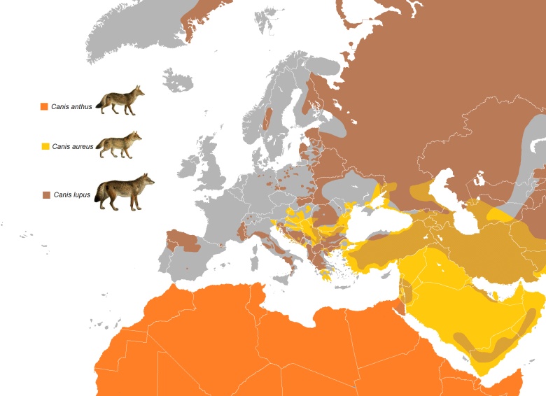 Występowanie wilków (psowate) w Europie
