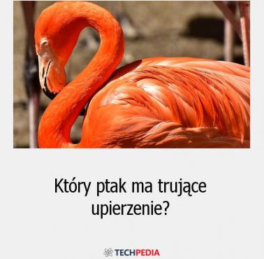 Który ptak ma trujące upierzenie?