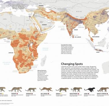 Występowanie leopardów (pantery, lamparty) na świecie