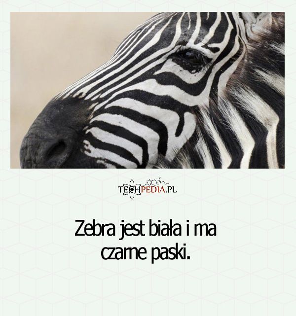 Zebra jest biała i ma ...