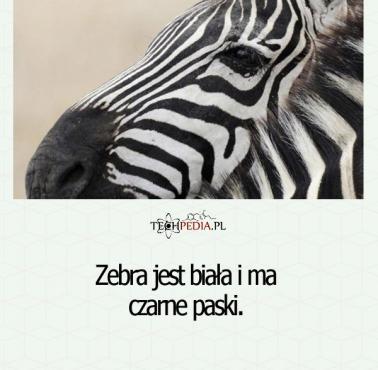 Zebra jest biała i ma ...