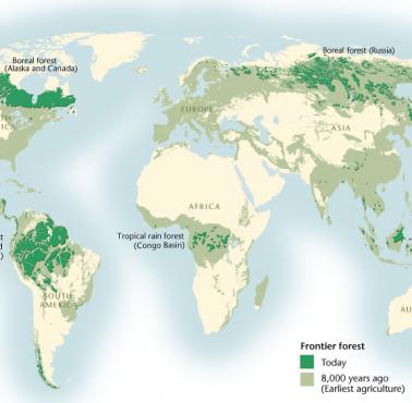 Pierwotne lasy na świecie obecnie i 8000 lat temu