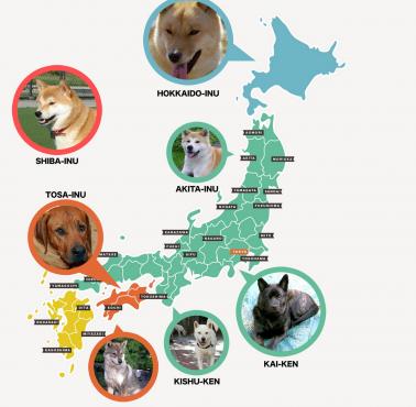 Japońskie rasy psów