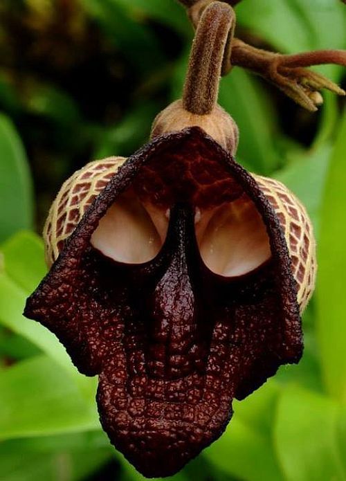 The Darth Vader flower