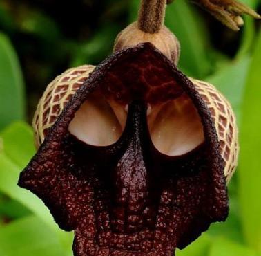 The Darth Vader flower