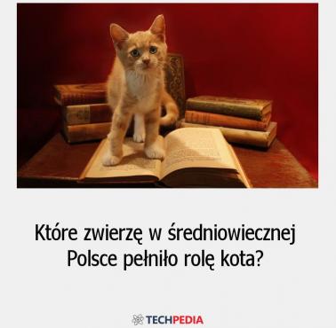 Które zwierzę w średniowiecznej Polsce pełniło rolę kota?
