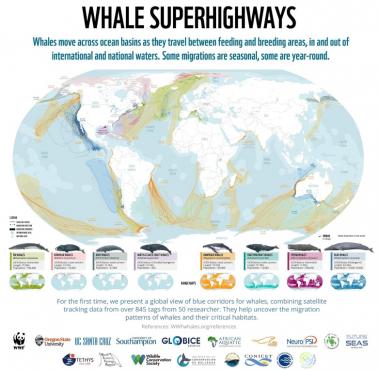 Zasięg występowania i migracji (i zagrożeń z tym związanych) różnych gatunków wielorybów, WWF