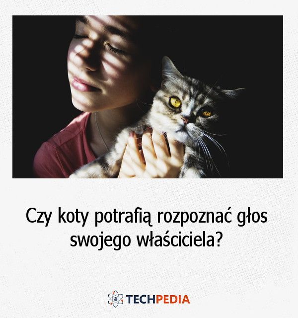 Czy koty potrafią rozpoznać głos swojego właściciela?