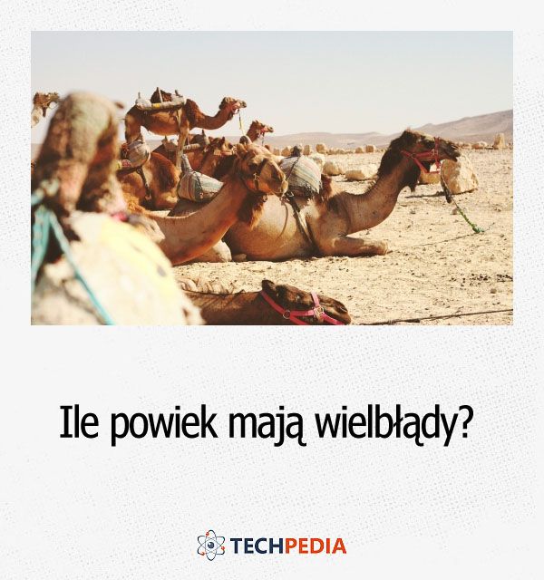 Ile powiek mają wielbłądy?