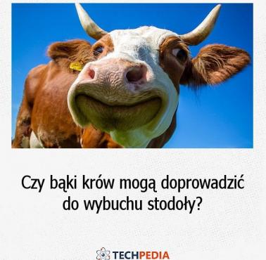 Czy bąki krów mogą doprowadzić do wybuchu stodoły?