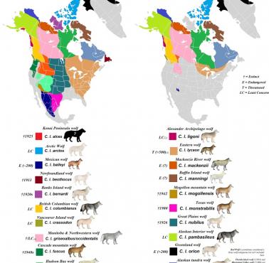 Występowanie wilka szarego w Ameryce Północnej kiedyś i obecnie