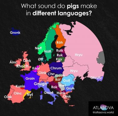 Jaki dźwięk wydają świnie w różnych europejskich językach