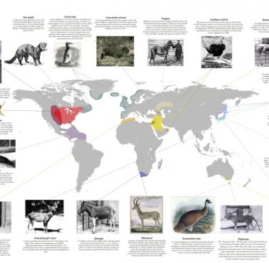 Niektóre znaczące gatunki zwierząt, które wyginęły w ciągu ostatnich 200 lat w wyniku działalności człowieka