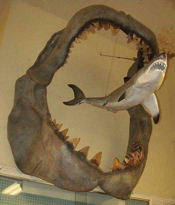 Różnica w wielkości paszczy wymarłego rekina megalodona i żarłacza białego